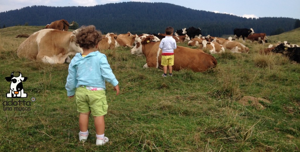 1230x623-adotta-una-mucca---archivio-apt-valsugana